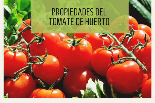 Propiedades del tomate de huerto