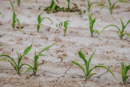 Suelo calizo tipo de suelo apto para la agricultura