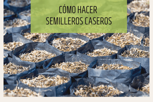 Cómo hacer semilleros caseros