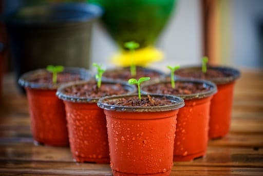 cultivo de flores comestibles