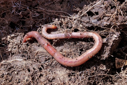 Humus de lombriz metodos naturales para abonar el suelo