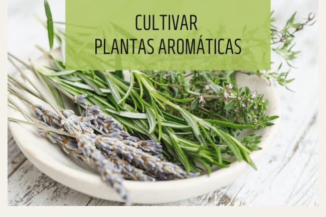5 consejos para cultivar plantas aromáticas