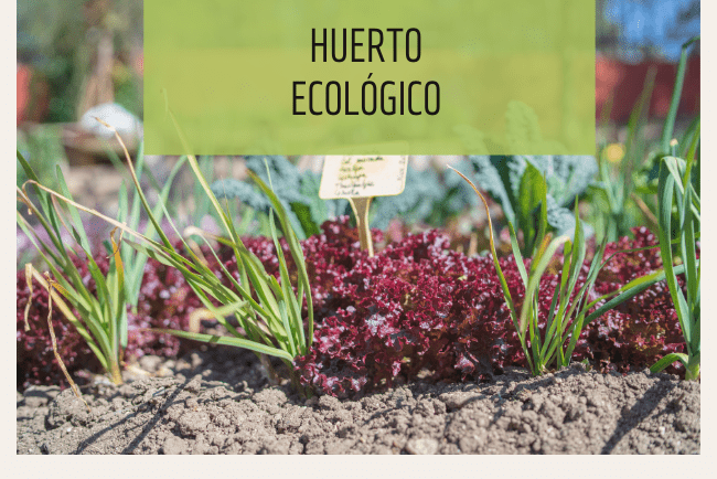 Huerto ecológico, qué debes saber