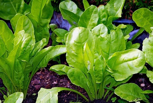 que verduras se pueden plantar en otoño