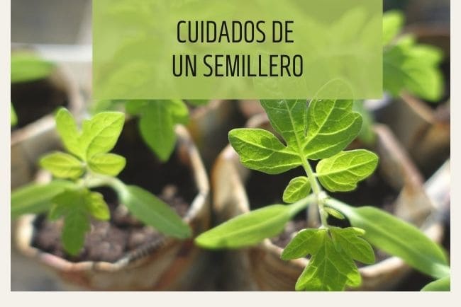 Cuidados básicos de un semillero