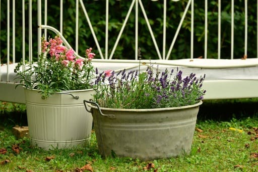 Cultivar plantas aromáticas en macetas cultivar hierbas aromáticas