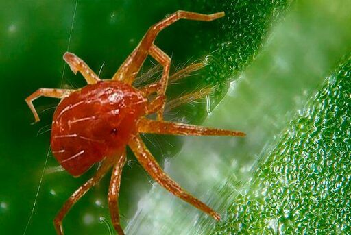araña roja