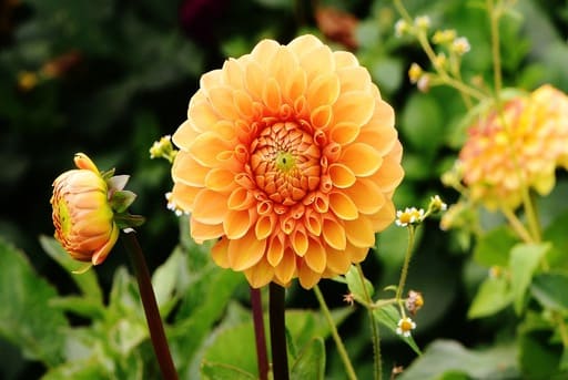 raiz tuberosa