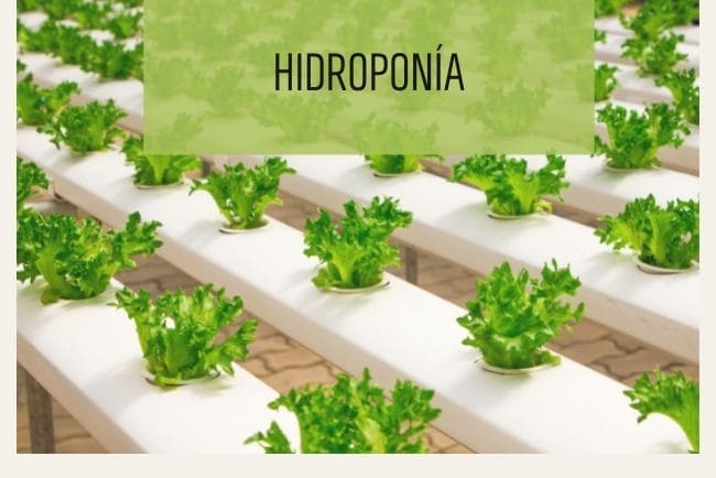 Hidroponía, todo lo que hay que saber