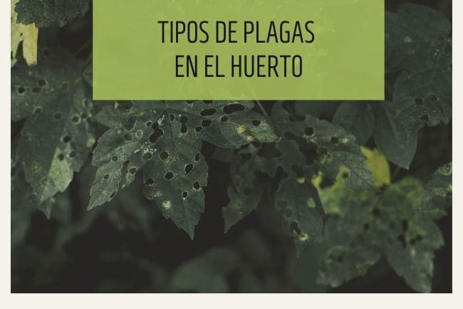 Tipos de plagas en el huerto