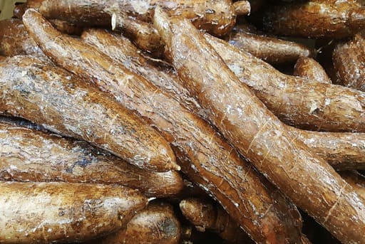 yuca o mandioca