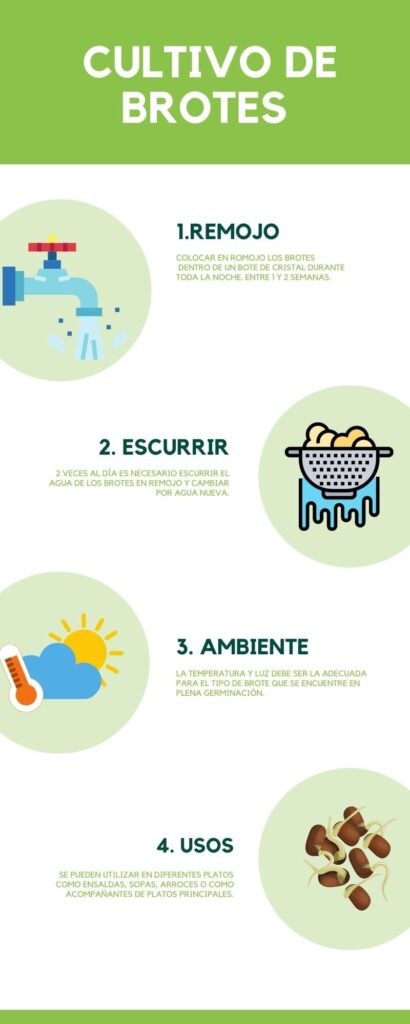 como cultivar brotes comestibles