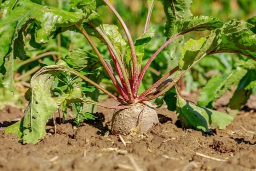 ejemplos de raices tuberosas