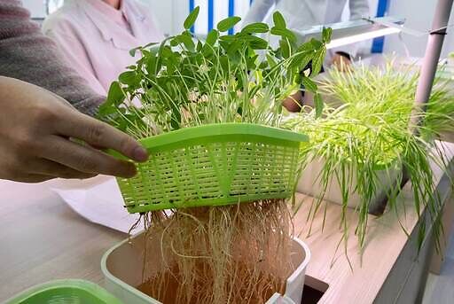 Desventajas de un cultivo hidropónico sistema hidroponico como funciona