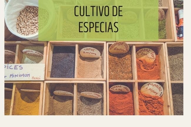 Qué hay que saber sobre el cultivo de especias