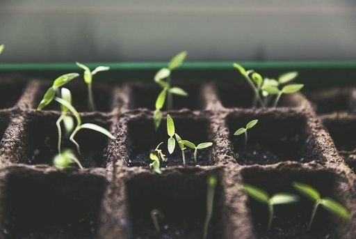 Plántulas para el cultivo Plántulas para el cultivo
