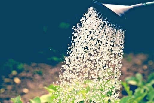 Riego de plantas Riego de plantas