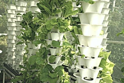 Cultivo en recipientes verticales Cultivo en recipientes verticales