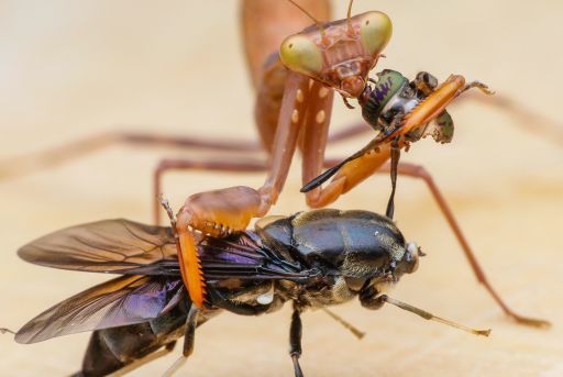 Comportamiento y dieta de la mantis religiosa