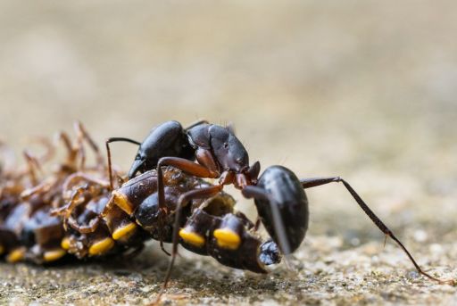 Depreador de la escolopendra