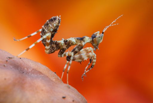 especies y subespecies de la mantis religiosas Especies y subespecies de la mantis religiosas