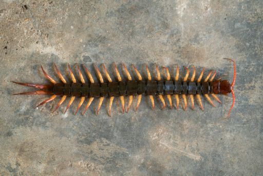 pares de patas de la escolopendra Pares de patas de la escolopendra