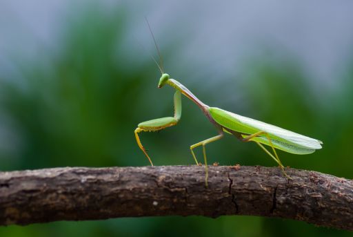 que es una mantis religiosa Qué es una mantis religiosa