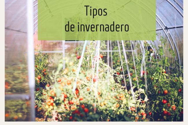 Conoce los diferentes tipos de invernadero que existen