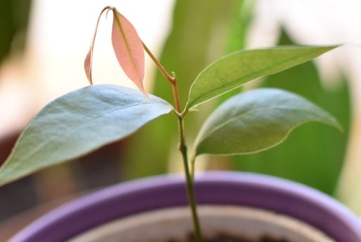 Cómo germinar una semillas de lichis