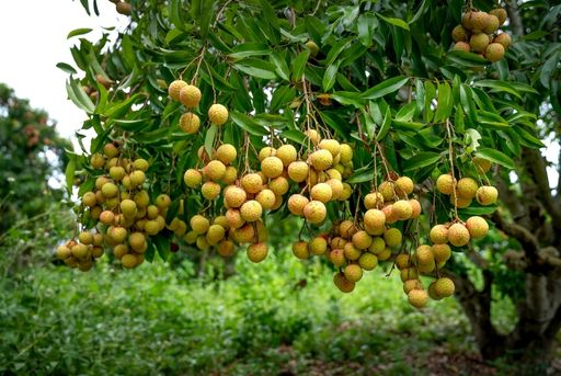 Cultivar lichis en tierra madre o huerto