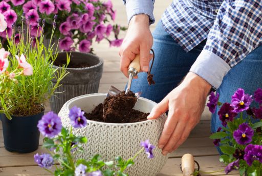 Germinar y transplantar petunias