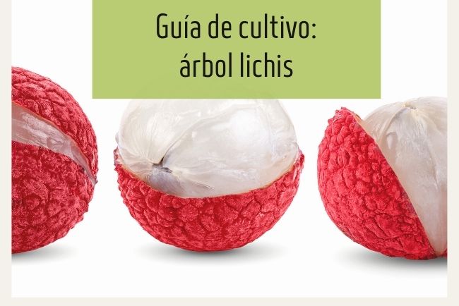 Guía para cultivar el árbol de lichis en huerto o macetas