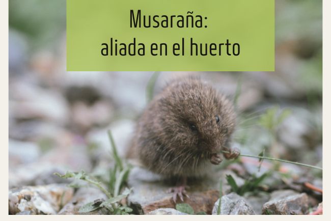 La musaraña: un colaborador beneficioso en el huerto