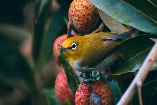 Las aves dañan las hojas y frutos de los árboles de lichis