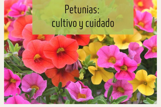 Petunias: cuidados para esta planta en el jardín y en macetas
