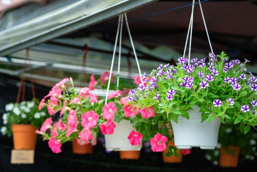 Qué es una petunia