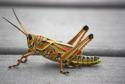 Características del saltamontes