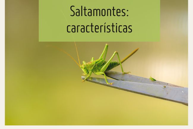 Control orgánico de saltamontes en tu huerto: estrategias prácticas