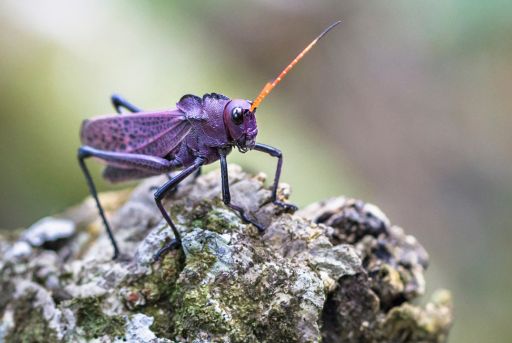 Distintas razas de saltamontes con diferentes colores