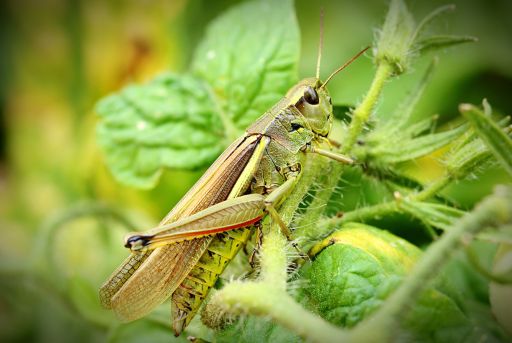 Los saltamomntes se aimentan de tallos, hojas y frutos