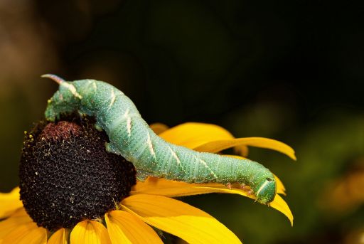 Oruga alimentándose de flores