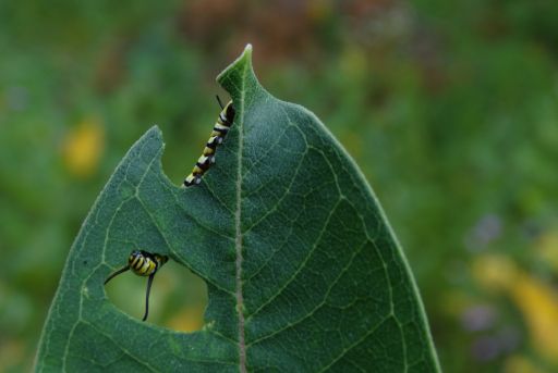 oruga comiendo hoja