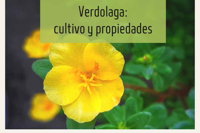 Verdolaga: atenciones, semillas, propiedades y lugares de adquisición