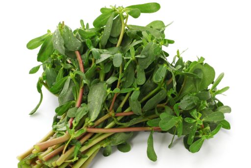 Verdolaga para la cocina
