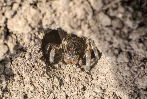 Araña lobo cazando
