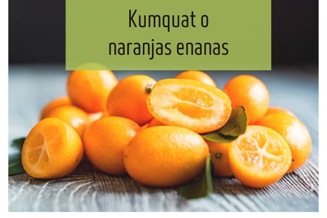 Árbol de naranjas enanas o kumquat: características