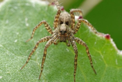 Ejemplar de araña lobo