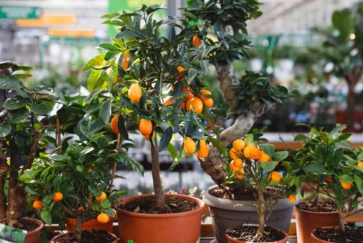 Ejemplar de árbol kumquat