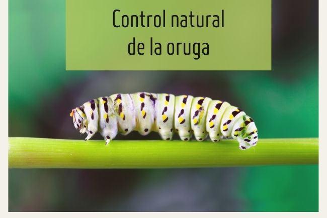 Técnicas naturales para controlar orugas de distintas clases